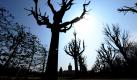 Das schöne Wetter nutzt eine Frau, um durch den Garten des Schlosses Charlottenburg in Berlin zu gehen. In den kommenden Tagen soll es laut Meteorologen eine Sonne-Wolken-Mix bei Temperaturen um 15 Grad geben. Foto: dpa