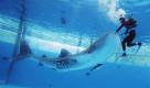 A diver in Santa Claus' costume feeds a male whale shark at the Hakkeijima Sea Paradise aquarium-amusement park complex in Yokohama, southwest of Tokyo, Japan, Sunday, Nov. 13, 2011. (AP Photo/Itsuo Inouye) Foto: dapd