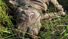 Forst- und Umweltminister Rockybul Hussain (Mitte rechts) und Forstbeamte betrachten den Kadaver eines vom Aussterben bedrohten einhörnigen Rhinozeros in Indien. Das Tier wurde von Wilderern in einem Nationalpark, östlich von Gauhati, getötet. Nach Medienberichten benutzten die illegalen Jäger dazu automatische Waffen und nahmen das Horn des Nashorns mit. Die Hörner werden zur Produktion von Aphrodisiakum, für die traditionelle Medizin und zu Dekorationszwecken verwendet. Foto: dapd