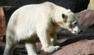 Eisbärin Flocke geht im Tiergarten in Nürnberg durch ihr Gehege. Flocke wird dem Nürnberger Tierpark noch etwas länger erhalten bleiben als zunächst geplant. Ihr Umzug in den französischen Zoo Marineland an der Cote d'Azur verzögert sich wegen des strengen Winters. Ihr neues Gehege ist noch nicht fertiggestellt. Foto: ddp