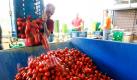 Ein Helfer entleert auf der Tomatenplantage des Landwirtes Theo Germes in Geldern Tomaten aus einem Korb in einen Abfallcontainer. Aufgrund der Kaufzurückhaltung der Lebensmittelmärkte und Verbraucher aus Angst vor dem EHEC-Erreger muss der Tomatenbauer von den täglich rund acht Tonnen erntereifer Tomaten etwa 85 Prozent vernichten, weil sie keine Käufer finden. Foto: dapd