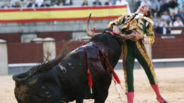 Der Stier hat den Torero mit seinem Horn aufgespießt.