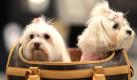 Rosa Schleifen fürs Hundehaar sind Pflicht bei der Fashion-Week für Haustiere, die derzeit in Sao Paulo, Brasilien, stattfindet. Und natürlich eine angemessene Transporttasche. Foto: ap