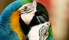 120 exotische Vögel sind auf dem Calcutta Bird Lovers Forum im indischen Kalkutta zu sehen. Die  Organisatoren wollen so auf bedrohte Vogelarten aufmerksam machen und zu ihrem Schutz beitragen. Foto: dpa