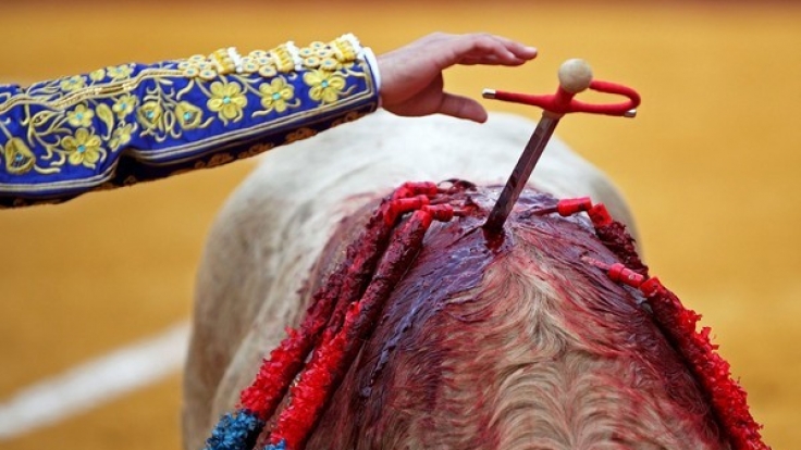 In Spanien wurde ein Torero lebensgefährlich verletzt.