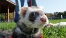 Amy Jo Casner geht mit ihren beiden Frettchen im Park von Harrisville (USA) spazieren, natürlich immer dem Wetter entsprechend und modisch schick gekleidet. Die Kleidung für ihre Frettchen stellt Amy Jo in mühsamer Handarbeit selbst her. Foto: dapd
