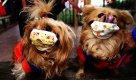 Zwei Hunde tragen in Peking Schutzmasken, die sie vor dem sogenannten Schweinegrippenvirus schützen sollen. Lokale chinesische Medien haben berichtet, dass zwei Hunde sich mit dem Virus infiziert haben sollen. Foto: ap