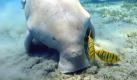 Auch ein Dugong ist ein seltsamer Anblick. Das Meeresschwein ernährt sich von Seegras und lebt an den Künsten des Indischen Ozeans und in Teilen des Westpazifiks.  Foto: wikipedia/ Julien Willem/ Creative Commons Licence