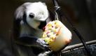 Riesenfreude im Gehege: Ein Hulman-Langure erfrischt sich im Hannoveraner Zoo an einer Eisbombe. Obst, Gemüse, Sonnenblumenkerne und Rosinen wurden von den Pflegern in Eis eingefroren, um den Affen bei den heißen Temperaturen eine Abkühlung zu bieten. Foto: ddp