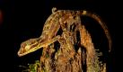 Der Australier Paul Oliver hat eine neue Tierart entdeckt: Cyrtodactylus lautet der wissenschaftliche Name des Geckos, der in Papua-Neuguinea Zuhause ist.
 Foto: ap