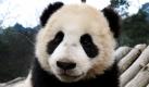 Benjamin Charlton hatte im chinesischen Panda-Forschungszentrum die Laute von 14 Pandaweibchen aufgenommen und mit deren aktuellen Hormonspiegel verglichen. Ergebnis: Bei empfängnisbereiten Weibchen war das typische Zirpen länger, etwas tiefer und enthielt weniger Obertöne. Foto: dpa