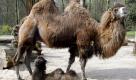 Die Trampeltier-Stute (Camelus ferus) Rashida steht im Zoo in Duisburg mit ihrem drei Wochen alten Nachwuchs im Gehege. Der kleine Hengst wurde von den Pflegern Tamerlan getauft.  Foto: dapd