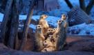 Verkehrte Welt für die Erdmännchen im Zoo Erfurt: Sie sind normalerweise im Süden Afrikas beheimatet, wo derzeit herrlich angenehme Temperaturen zwischen 28 und 32 Grad herrschen. Hier müssen sie sich unter einer Wärmelampe zusammenkuscheln. Foto: dapd