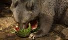Bears eat watermelons at the Jerusalem Biblical Zoo,Israel, Monday, Aug. 2, 2010.Temperatures climbed up to 35 degrees Celsius (95 Fahrenheit) in Jerusalem on Monday. (AP Photo/Sebastian Scheiner)



 Foto: ap