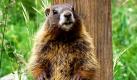 Für Murmeltiere im US-Staat Colorado sind infolge des Klimawandels wahrlich fette Jahre angebrochen: Die höheren Temperaturen sorgen dafür, dass die Tiere früher aus ihrem Winterschlaf aufwachen und sich früher fortpflanzen. Erwachsene wie Jungtiere haben somit länger Zeit, sich einen Fettvorrat für den nächsten Winter anzufressen, berichten Forscher aus Großbritannien und den USA im Fachblatt Nature.  Foto: dpa