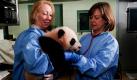 Zwei Tierärztinnen untersuchen den jungen Pandabär Yun Zi im Zoo von San Diego.  Foto: ap