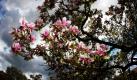 Die letzte Magnolienblüte ist in einem Park in Aschaffenburg zu sehen.  Foto: dpa