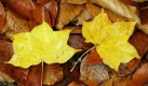 Herbstlich gefärbte Ahornblätter liegen auf vom Wind heruntergeschüttelten Buchenblättern in einem Park bei Freiburg. Das Wetter ist wechselhaft mit Regen, Wind und deutlich niedrigeren Temperaturen. Im Verlauf der Woche könnten auf den Bergen die ersten Schneeflocken niedergehen. Foto: ap