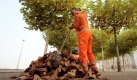 Laub auf öffentlichen Flächen wird von den Städten und Gemeinden beseitigt. Foto: ddp