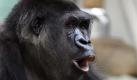 In der Wilhelma, dem Stuttgarter Zoo, wird derzeit an einer neuen Menschenaffenanlage gewerkelt. Der Zoo, der berühmt für seine Affenaufzucht ist, gibt 14,5 Millionen Euro für die Anlage aus, die 2012 eröffnet werden soll. Eintrittspreis: Eine Familie zahlt derzeit 30 Euro. Foto: dpa