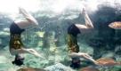 Mitarbeiterinnen des Seaworld-Themenparks in Seoul (Südkorea) präsentieren den Zuschauern ihre akrobatische Unterwasser-Show. Foto: dapd