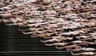 Mehr als 5000 Teilnehmer posieren nackt für den Fotografen Spencer Tunick auf den Treppen des Opernhauses in Sydney. Spencer Tunicks Fotografien sind bekannt dafür, dass Städte- oder Landschaftsaufnahmen mit nackten Menschen kombiniert werden. Foto: dpa