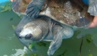 Die Batagur-Schildkröte mag man dagegen nicht lange ansehen. Zu seltsam wirkt die obskure Konstruktion samt weichem Panzer.  Foto: wikipedia Pelf