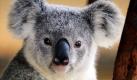 Das Koalajunge Frodo genießt seine letzten Wochen in der Obhut des australischen Wildtier-Krankenhauses in Beerwah, Queensland. Bald geht es für den Eukalyptusliebhaber zurück in die Wildnis, da er sich von seinen Verletzungen erholt hat. Im November letzten Jahres wurde Frodo von einer Schusswaffe verwundet. Foto: dpa
