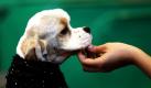 Ein Hund wartet auf seinen Einsatz bei der jährlich stattfindenden Hundeshow in der NEC Arena in Birmingham, England. Foto: dpa