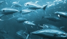 Während das Herz um all die putzigen Delphine blutet, die bei der Thunfischjagd ums Leben kommen, bekommen die Thunfische selbst kein Mitleid. Warum auch. Die sind ja lecker und glubschäugig. Foto: wikipedia/ William L. High