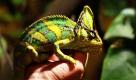 Einer der bekanntesten tierischenFarbwechsler ist das Chamäleon: Die Echse schafft das dank vieler winziger Muskeln, die Farbpartikel entweder verdecken oder eben preisgeben. Das Farbspiel der Chamäleons dient zwar auch zur Tarnung, hauptsächlich kommuniziert es so aber mit seinen Artgenossen:So sind Farben und Muster gerade während der Balz am auffälligsten. Foto: ddp