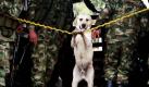 Soldaten patrouillieren mit einem Hund südlich der Stadt Bogotá, Kolumbien. Sicherheitsmaßnahmen wurden in dem südamerikanischen Land verschärft, da die Präsidentschaftswahlen am 30. Mai anstehen. Foto: ap