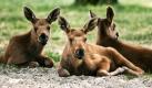 Wenn diese Elche röhren, könnte es ungewohnt musikalisch werden im Tiergehege: Im Tierpark Berlin-Friedrichsfelde haben die Elchjungtiere Frida, Agnetha, Björn und Benny (hier drei von vier) das Licht der Welt erblickt. Damit wurden hier erstmals vier der Tiere auf einmal geboren. Die Elche wurden nach den Mitgliedern der schwedischen Popband ABBA benannt. Foto: ddp