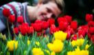 Frühlingsboten: Floristin Kathrin Herlein betrachtet blühende Tulpen, die künstlich bestrahlt werden. In Berlin und Brandenburg schien seit 15 Tagen in Folge nicht mehr die Sonne. Foto: dpa