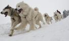Tief Daisy sorgte mit Schneehoehen von 35 Zentmetern beim 10. Schlittenhunderennen in Pullman City für ideale Wettkampfsbedingungen. Foto: ddp
