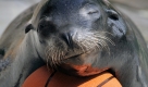Anstrengendes Spiel gehabt?Seelöwe Leon im Zoo der ungarischen Stadt Nyiregyhaza macht ein Nickerchen. Foto: ap