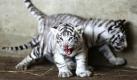 Zwei fünf Tage alte weiße Tigerbabys spazieren durch ihr Gehege im Night Safari Zoo in Chiang Mai im Norden Thailands und üben dabei schon mal, wie die Großen zu fauchen. Die seltenen weißen Tiger gehören zur Gattung der Königstiger und werden besonders in Zoos der USA gezüchtet.  Foto: dpa
