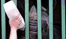 Das kleine Nashorn Ebun bekommt im Zoo in Münster noch eine Stärkungsmilch für seine Reise in einer Transportbox. Das einjährige Rhinozeros macht sich auf den Weg in sein neues Zuhause im Longleat Safari Park in England. Allein muss Ebun nicht reisen: In Arnheim bekommt er in seiner Box Gesellschaft von einem Artgenossen.  Foto: dapd