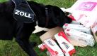 Der Tabakspürhund Bobo demonstriert zur Jahrespressekonferenz des Hauptzollamtes in Magdeburg das Erschnüffeln von Zigarettenstangen. Im Jahr 2009 konnten durch die Mitarbeiter des Hauptzollamtes rund 1,5 Millionen Zigaretten sichergestellt werden. Foto: dpa