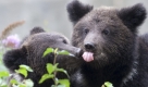 Die zwei jungen sibirischen Bären Mischa und Mascha spielen im Bärengraben im Zoo von Bern. Foto: ap