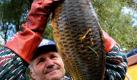 Ein Fischer betrachtet einen toten Fisch, der durch den roten Schlamm im Fluss Marcal in Gyoer-Gyirmot westlich von Budapest getötet wurde. Alle Tiere und Pflanzen in dem Gewässer mussten durch die Verschmutzung ihr Leben lassen, die vor drei Tagen durch ein Leck in einer Aluminiumfabrik entstanden war. Foto: dapd