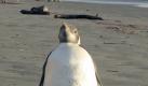 «Happy Feet» soll zurück in die Antarktis. Foto: dpa