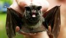 Im Biosphärenreservat Schorfheide-Chorin ist eine seltene Fledermausart entdeckt worden. Es handele sich um die vom Aussterben bedrohte Mopsfledermaus, berichtet die Märkische Oderzeitung. In ganz Brandenburg gebe es nur sechs Orte, an denen das Tier bisher nachgewiesen worden ist.
 Foto: dpa
