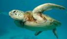 Sechs der sieben Meeresschildkröten-Arten leben im Riff. Außerdem Tausende Arten von Schwämmen, Weichtieren und Stachelhäutern. Spektakulär sind auch die vom Aussterben bedrohten Seekühe. Foto: flickr (c) Leonard Low
