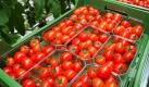 Ein genetischer Trick kann den Ertrag von Tomatenpflanzen bis zu 60 Prozent verbessern und noch dazu süßere, also geschmackvollere Früchte abwerfen.
Das berichten US-Forscher vom Cold Spring Harbor Labor (New York) und Kollegen der Hebräischen Universität in Israel im Fachjournal Nature Genetics vom Montag. Die Wissenschaftler kreuzten zwei Tomatenpflanzen, die sich genetisch durch eine einzige Mutation im Erbgut unterschieden - eine Veränderung in dem Gen Single Flower Truss (SFT). Dieses Gen ist für die Produktion des Eiweißstoffes Florigen zuständig. Foto: dpa
