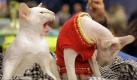 Mehr oder weniger süße Kätzlein sind bei der Internationalen Katzen-Ausstellung in Minsk zu bewundern. Einige Miezen sind offensichtlich im Pullover gekommen - ob das an den eisigen Temperaturen in der weißrussischen Hauptstadt lag?  Foto: ap
