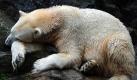 Fell und Skelett des einstigen Berliner Eisbär-Stars Knut liegen im Naturkundemuseum immer noch auf Eis.Mehr als vier Monate nach dem jähen Tod des Publikumslieblings am 19. März im Zoologischen Garten ist völlig offen, wann und in welcher Form der Kult-Bär den Museumsbesuchern einmal gezeigt wird. Die Präparation hat noch nicht begonnen. Foto: dpa