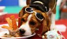 Festlich schlemmen und dabei noch cool gestylt sein: Der Beagle Focus feiert auf einem Hundekongress den neunten Geburtstag der thailändischen internationalen Hundeschau im Impact Convention Center in Bangkok. Die Hundeschau geht noch bis zum 27. Juni. Foto: dpa