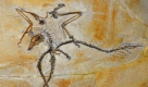 Das Archaeopteryx-Original Nr.10 (Thermopilis Exemplar) liegt im Paläontologischen Museum in München. Das in die USA verkaufte Fossil soll erstmals auf den Mineralientagen in München ausgestellt werden. Das Teil ist 150 Millionen Jahre alt. Foto: dpa