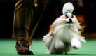 Manche Dinge liegen ganz im Auge des Betrachters: Für die einen mag es nach einem fliegenden Wischmob aussehen, die anderen wissen, dass es sich um Shih Tzu Austin handelt, der bei der Westminister Hundeshow in New York zum Wettkampf antritt. Foto: ap